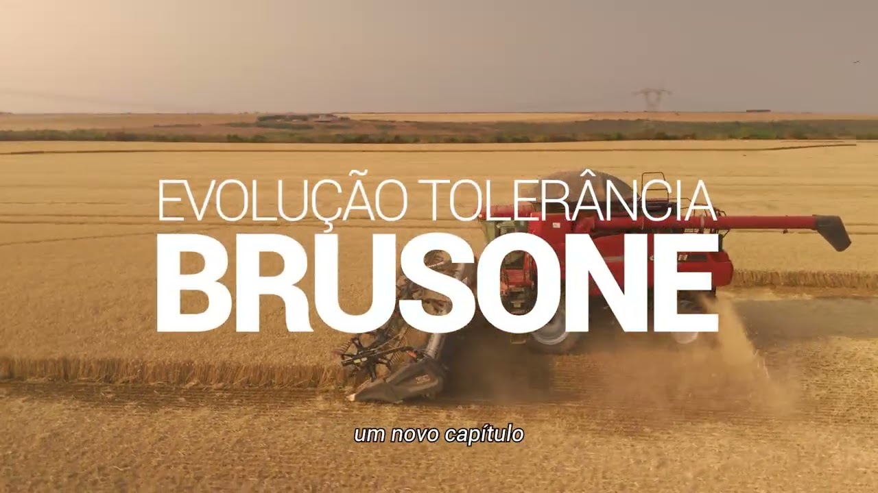 Trigo BRS Cracker (BRS TR013) - a revolução dos biscoitos no Cerrado irrigado