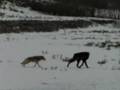 Coyotes Defend Their Den From Wolf - Part II