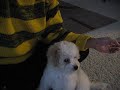 TV Dog