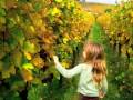 Soultravelers3-Alsace, France-Grape Harvest!