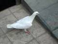 White Pigeon