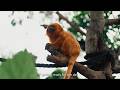 Bermuda Zoological Society BAMZ 100 Campaign, June 2026