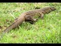 Reptiles of Africa