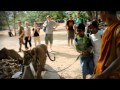 MR. Productions 'Temple Of Tigers'