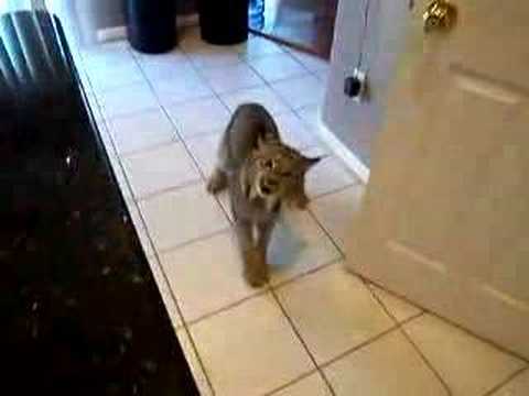 LYNX - Exotic pet ownership is not a good idea. This was not my cat so leave me alone.