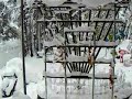 WinterSnowGrassValley2008