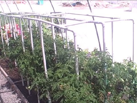 how to grow vegetables in pvc pipe