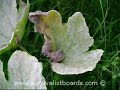 Powdery mold