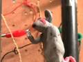 videos de Super Kitten and the Power Pets