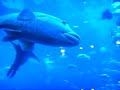 Georgia Aquarium 2
