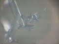 sulfato COBRE 3 HOLATAO sulfato COBRE 3 HOLATAO