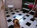Shiba-Inu Ozzy vs Vacuum cleaner