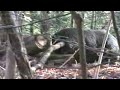 Tennessee boar hunting at Spartan Preserve