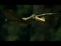 Ornithocheirus Ornithocheirus