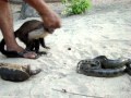 Een aap een schildpad en een slang