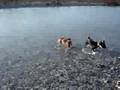 Basenji video