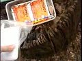 Dino Finds Geocaching Treasure