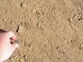 Arrowhead Hunt 10/25/08 Part 1