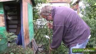 #206 How to plant fruit trees in autumn 