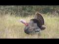 Turkey Hunting with Chad Schearer at Hawaii Safaris