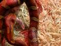 corn snake eating live fuzzy