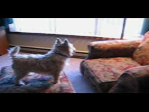 Gus the Cairn Terrier - A Life