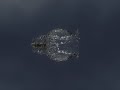 Real Flow Bullet Test