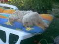 mon chien