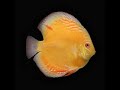 Morphing Discus Morphing Discus