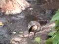 Nenes and White-faced Whistling Ducks