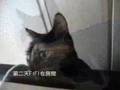 貓咪很生氣