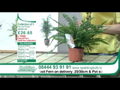 how to transplant sword ferns
