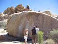 Steet Car Named Desire Joshua tree Steet Car Named Desire Joshua tree