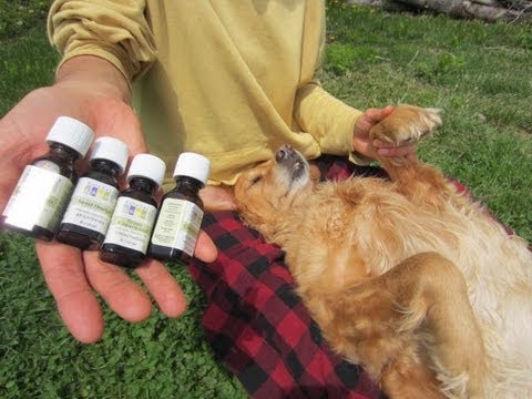 how to treat ticks on dogs