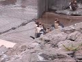 Penguini Linguini