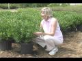 Frost Proof Gardenia - www.BrighterBlooms.com