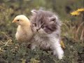Las más divertidas situaciones vividas por animales - Entretenimiento