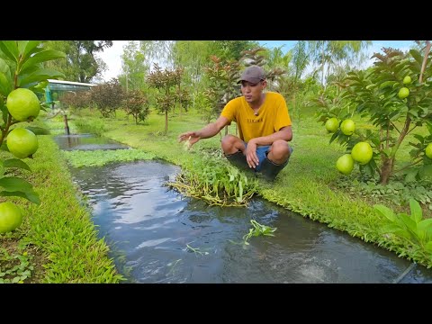 พื้นที่ไม่ถึงไร่ แต่ใช้งานสุดคุ้ม!! ออกแบบอย่างดีมีทั้งรายได้ ทำเกษตรแบบง่ายๆใช้เวลาน้อย
