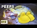Is It A Good Idea To Microwave Marshmallow Peeps?