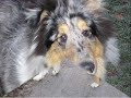 Chico - Rough collie pup