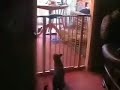 crazy cat-luda ma?ka