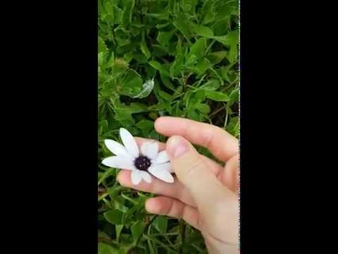 how to grow osteospermum from seed