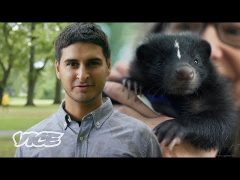 The Weird, Wild World of Skunk Owners