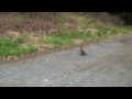 ノラでしょうか？　The three stray cats