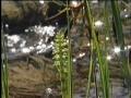 light of the water DAVID ARKENSTONE