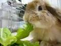 ウサギとキャベツ