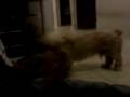 videos de cachorro