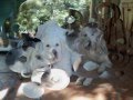 Kuvasz