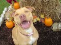 Anti-BSL videoMaverick is a 10month old Boston/Pit cross.The dog that you see him PLAYING with is his best friend, a 6 month old Kelpi named Digger, he WASN'T fighting