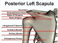 Posterior Bone Landmarks (Scapula)